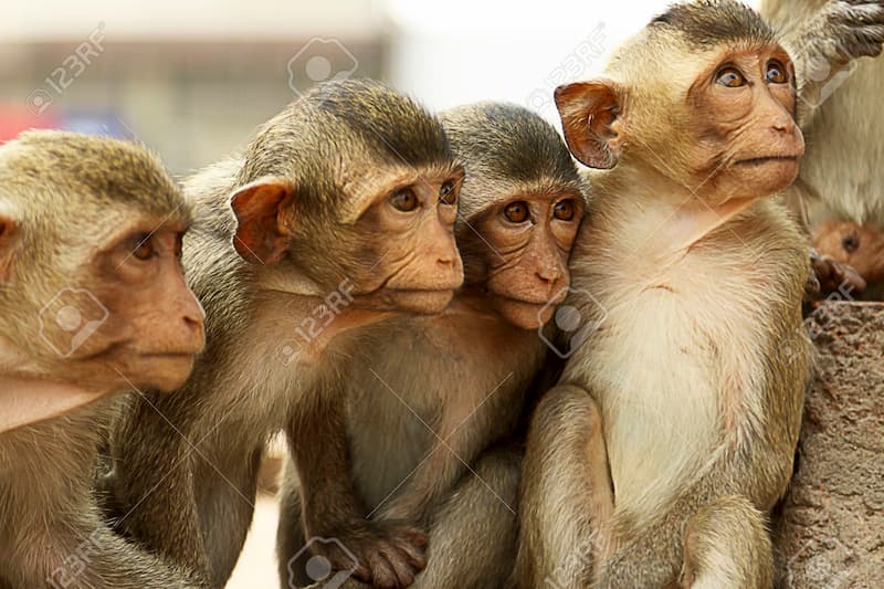 五只猴子的故事，黄段网