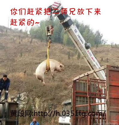 赶紧把二师兄放下来,黄段网_笑话段子