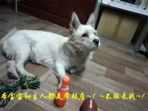 大婚和主人都是摩羯座,黄段网